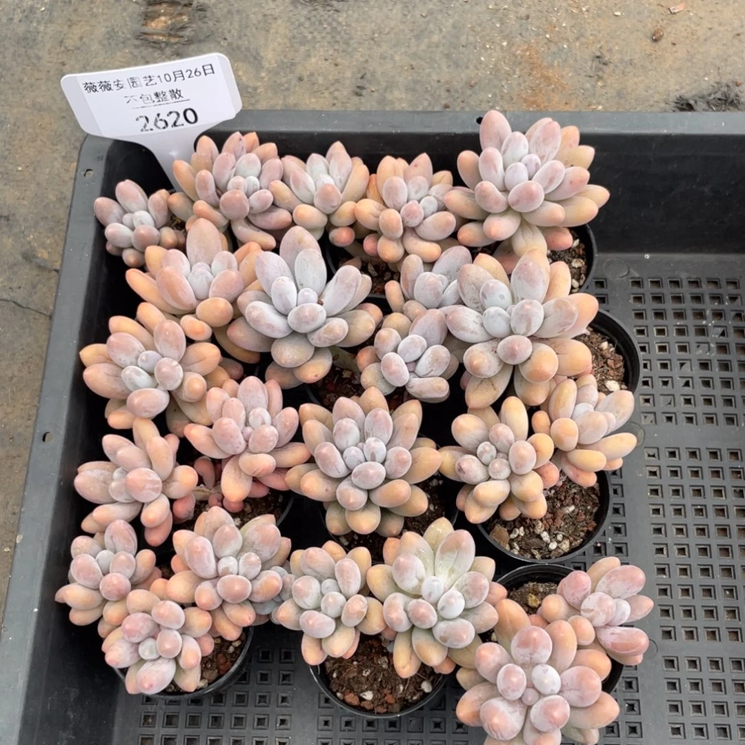 不包整散 盆子不售后2620