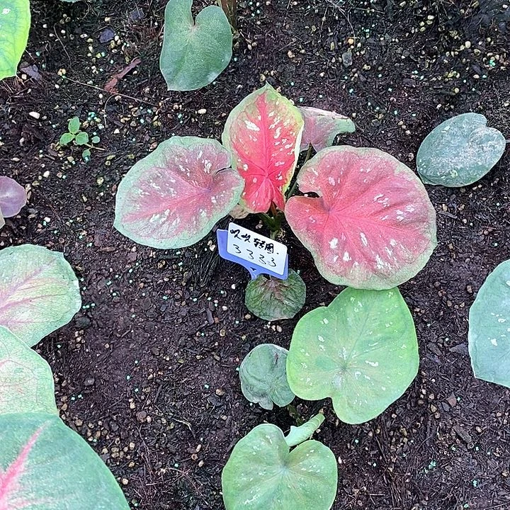 呗***圈完全开放海王专拍