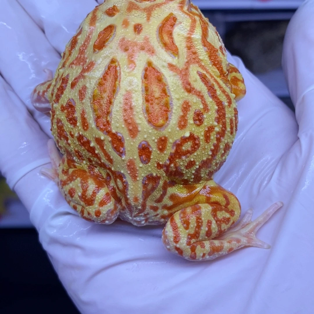 角蛙角蛙3-10cm闪购专享链接