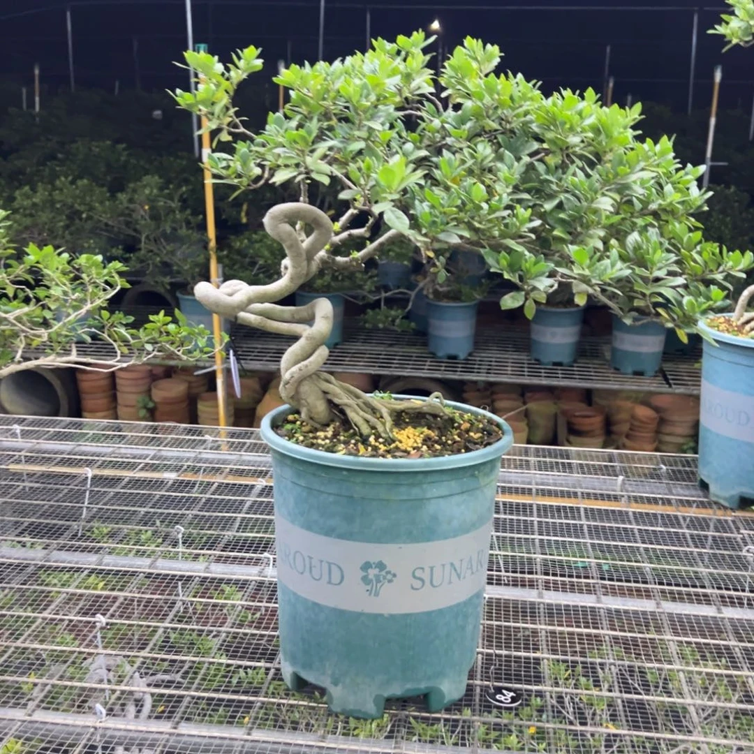 喝***。无花朵栀子花盆景老桩