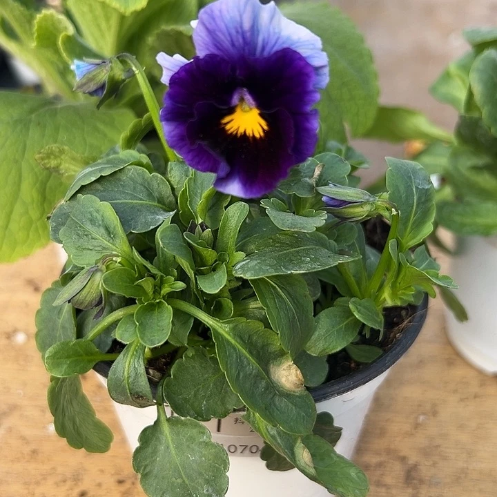 红陶抖音直播闪拍111