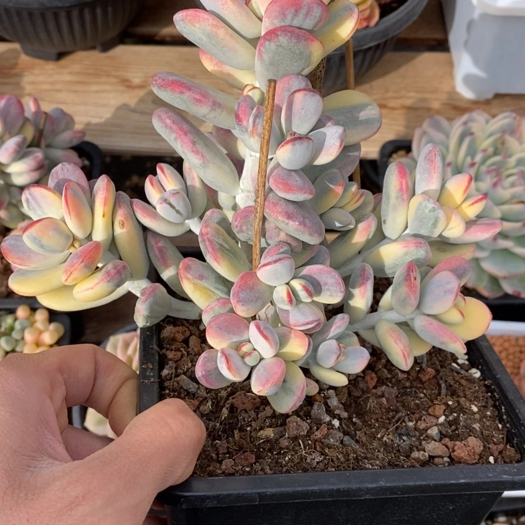 用****5福娘锦多肉植物