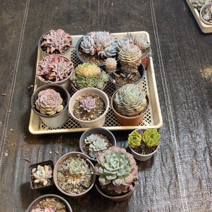 不包断15个多肉0203