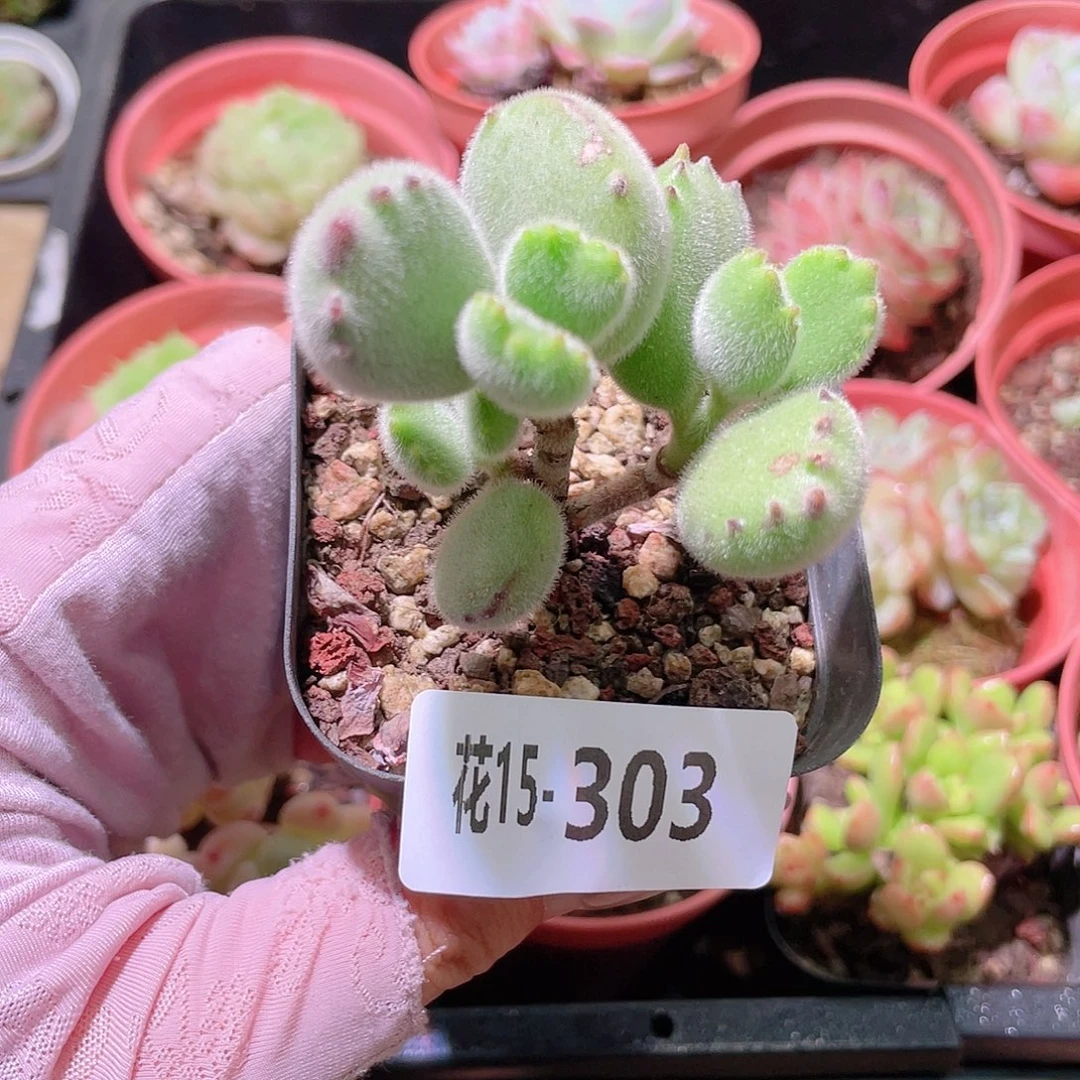 花利美15-303熊童子 不售后