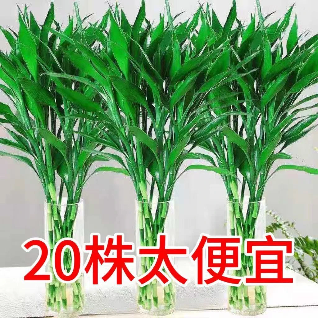 基地直发富贵竹绿植水培植物四季常青室内绿植盆栽富贵竹水养绿植