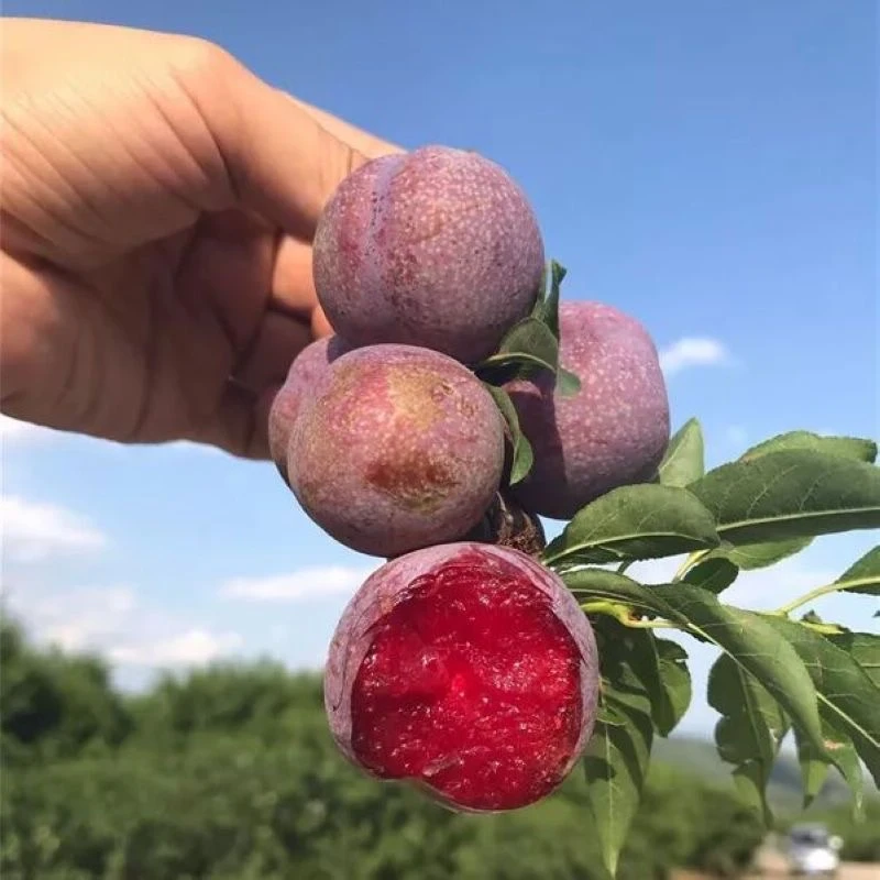 正宗广西红心三华李新鲜现摘当季酸甜可口水果