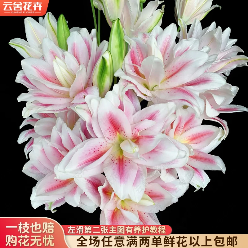 【云舍花卉】【火星之约】重瓣百合 全场任意满两单及以上包邮