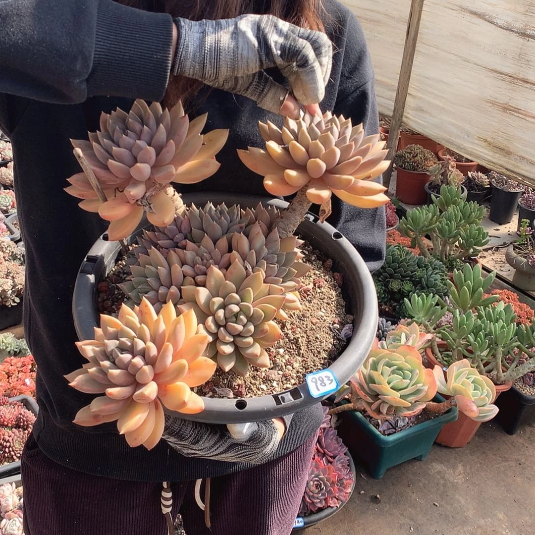 983象牙 一物一拍多肉