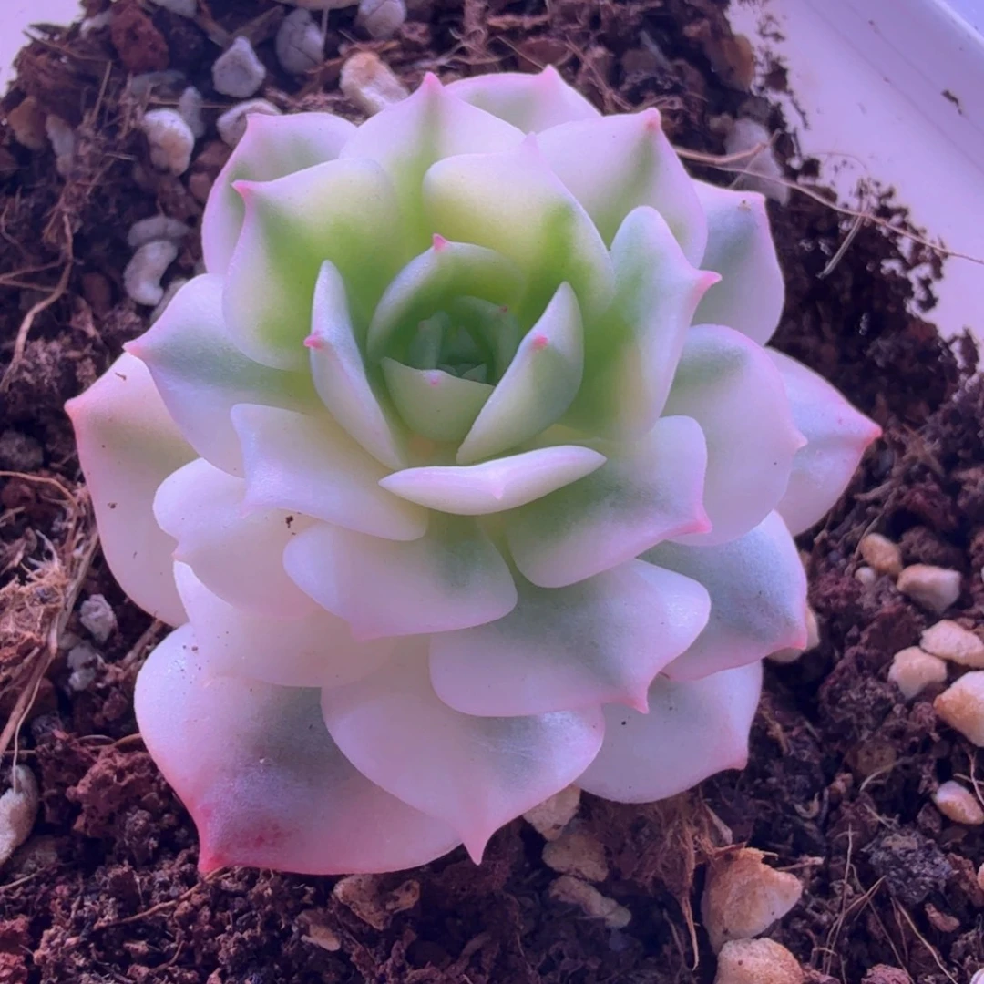 克罗蒂亚玫瑰锦 多肉植物