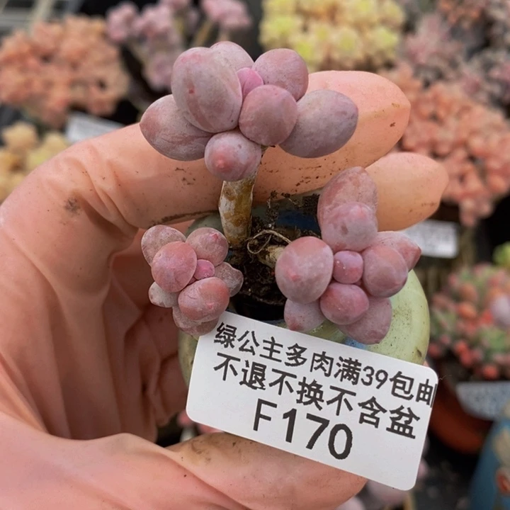 香水手指奶170多肉植物