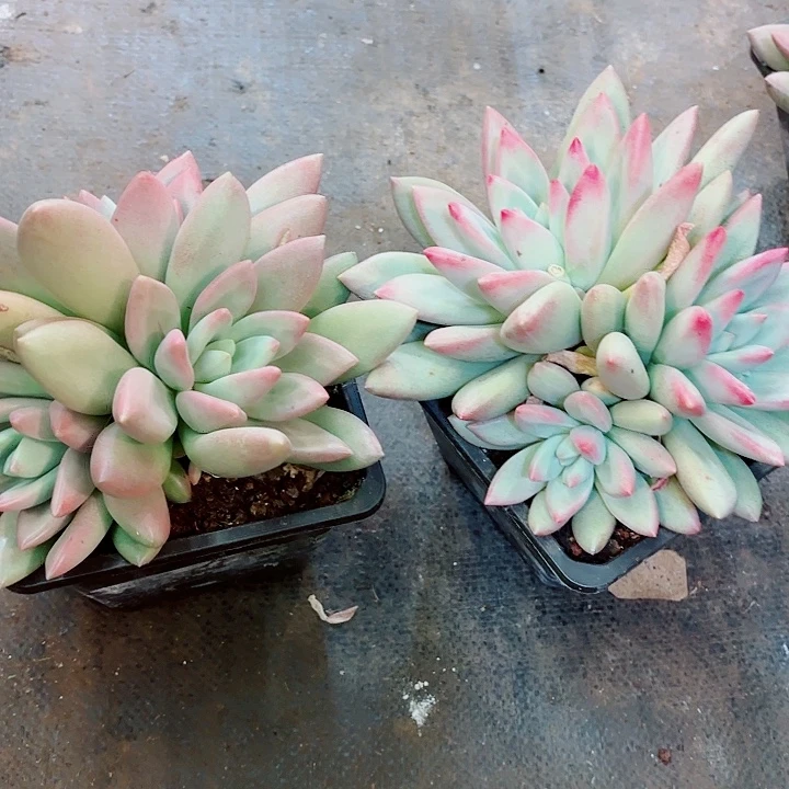 三头赫本鲁斯精品多肉盆栽