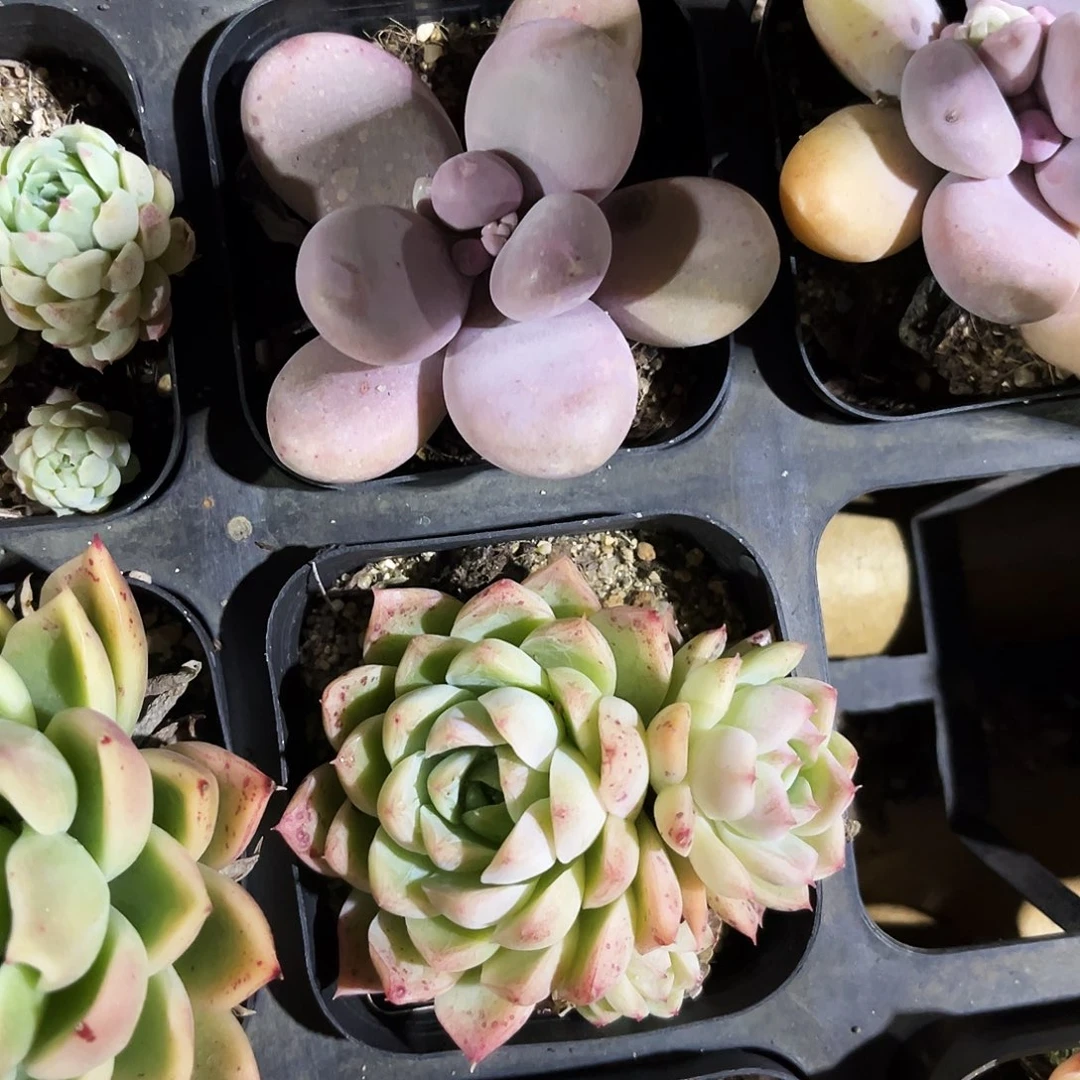 择**栖329多肉植物提取萃取剂中