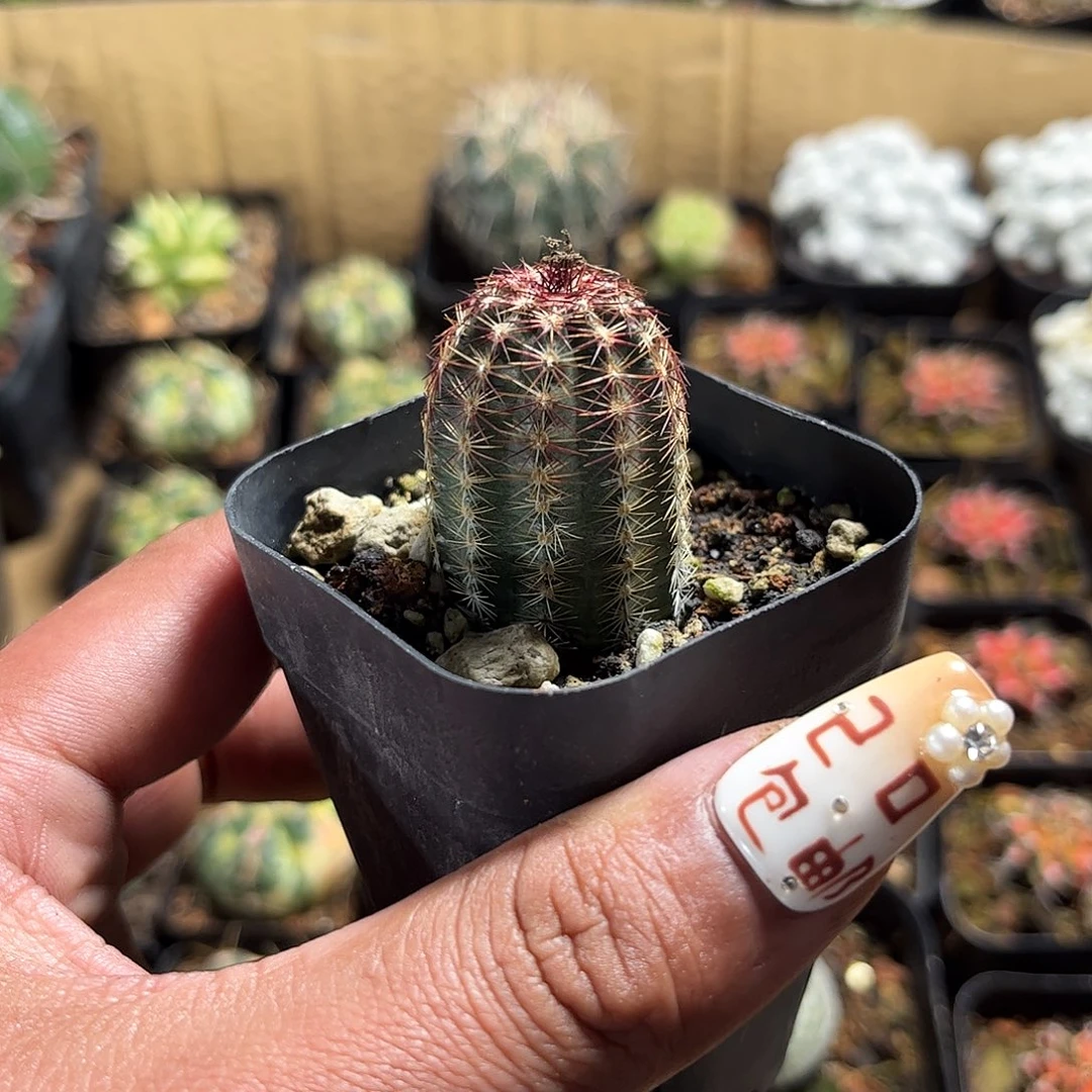 青花虾单头发货单头