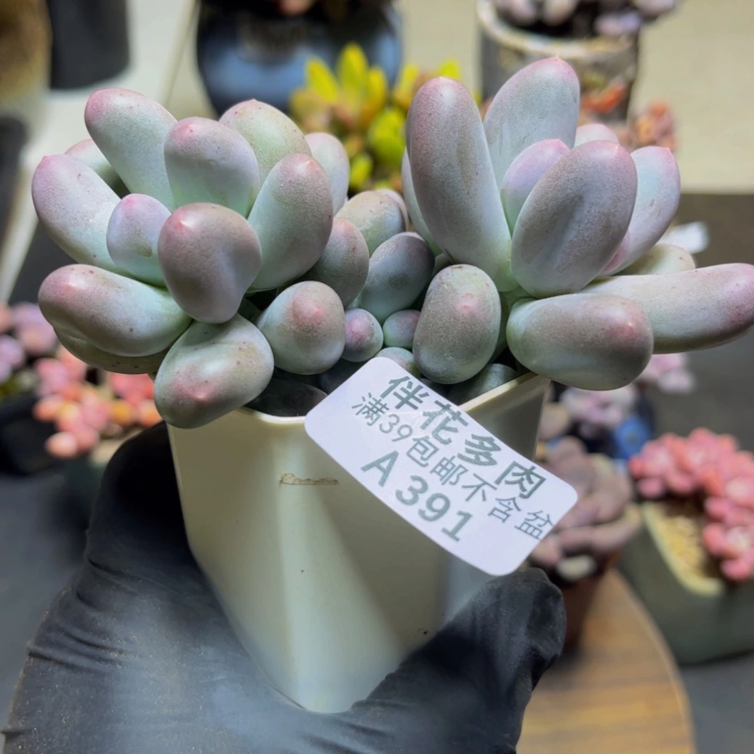 391米可奶酪11厘米多肉