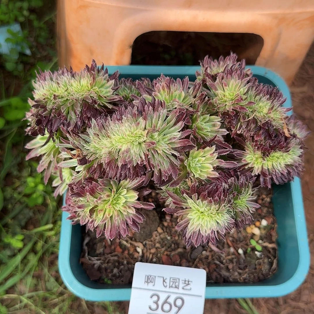 369多肉 金丝菊缀福利