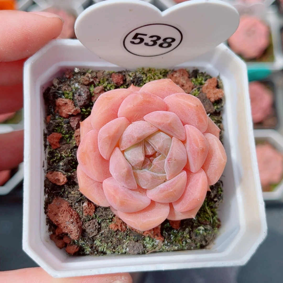 538号小老桩糖心单头