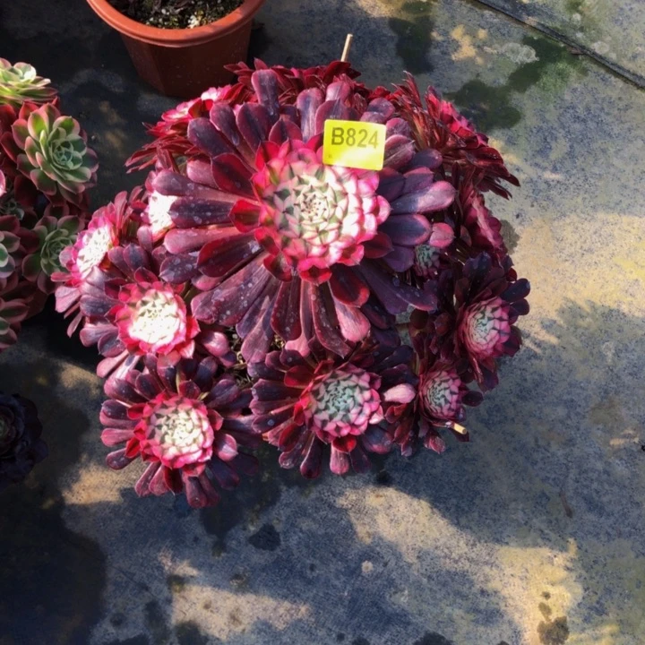 小***.红同白多肉8240000000