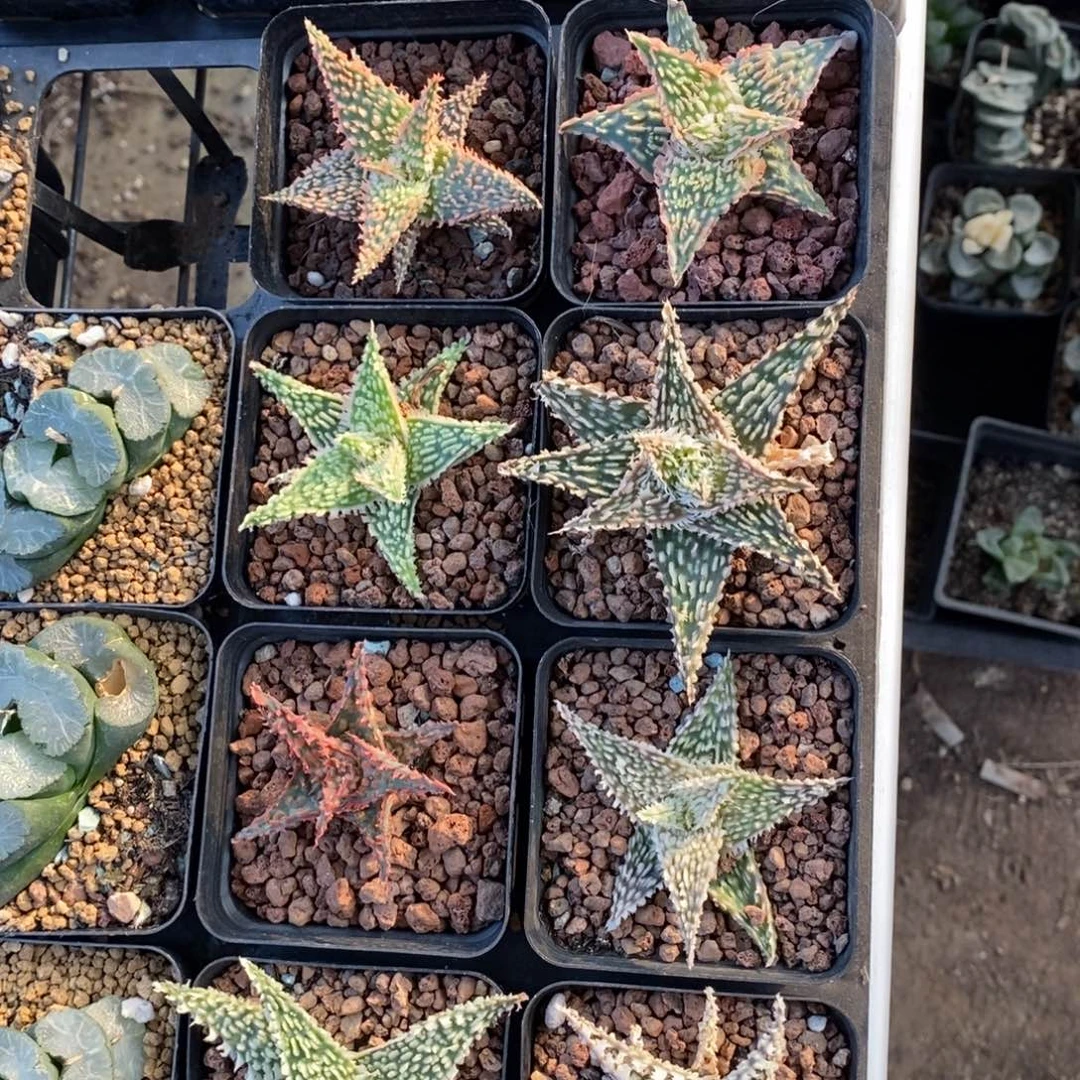 一颗超大圣诞芦荟 元旦福利