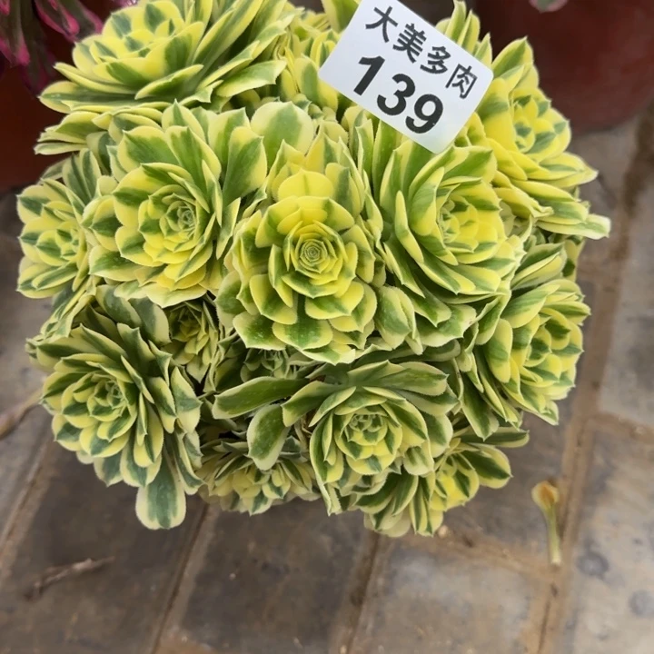 用****9迈巴赫丛林139肉肉