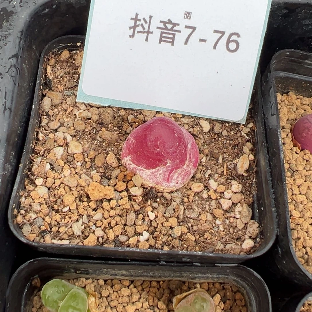7-76肉锥多肉植物