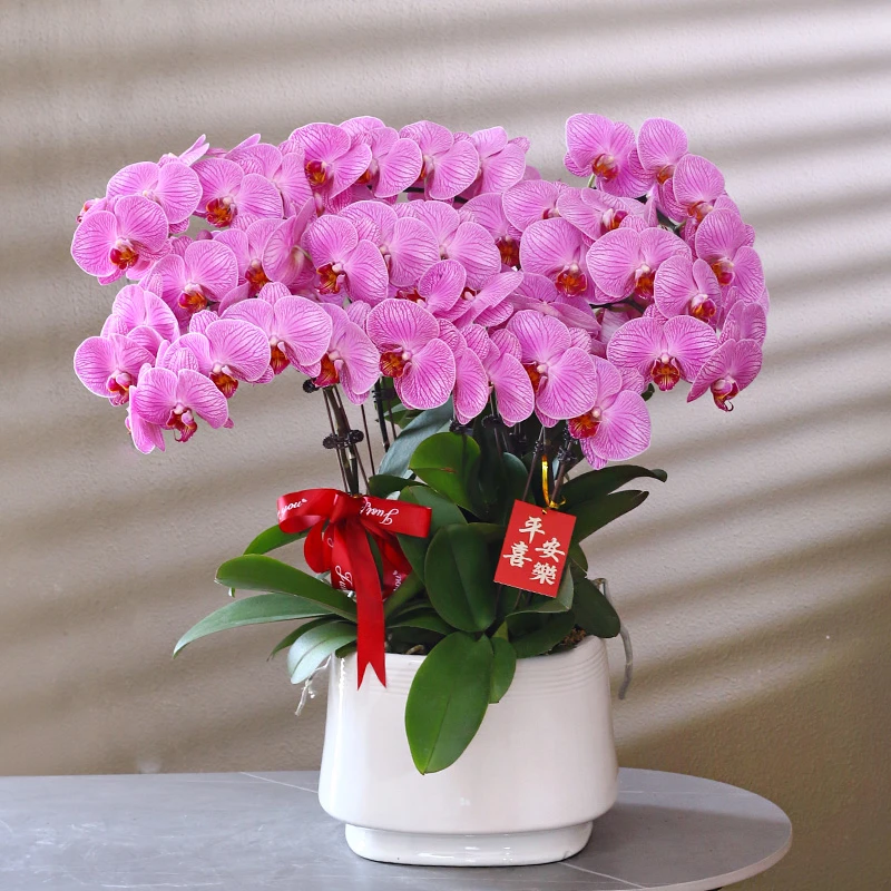 【玉玲珑】粉紫色系蝴蝶兰带花带盆组好伴手礼送礼茶桌婚礼客厅美化