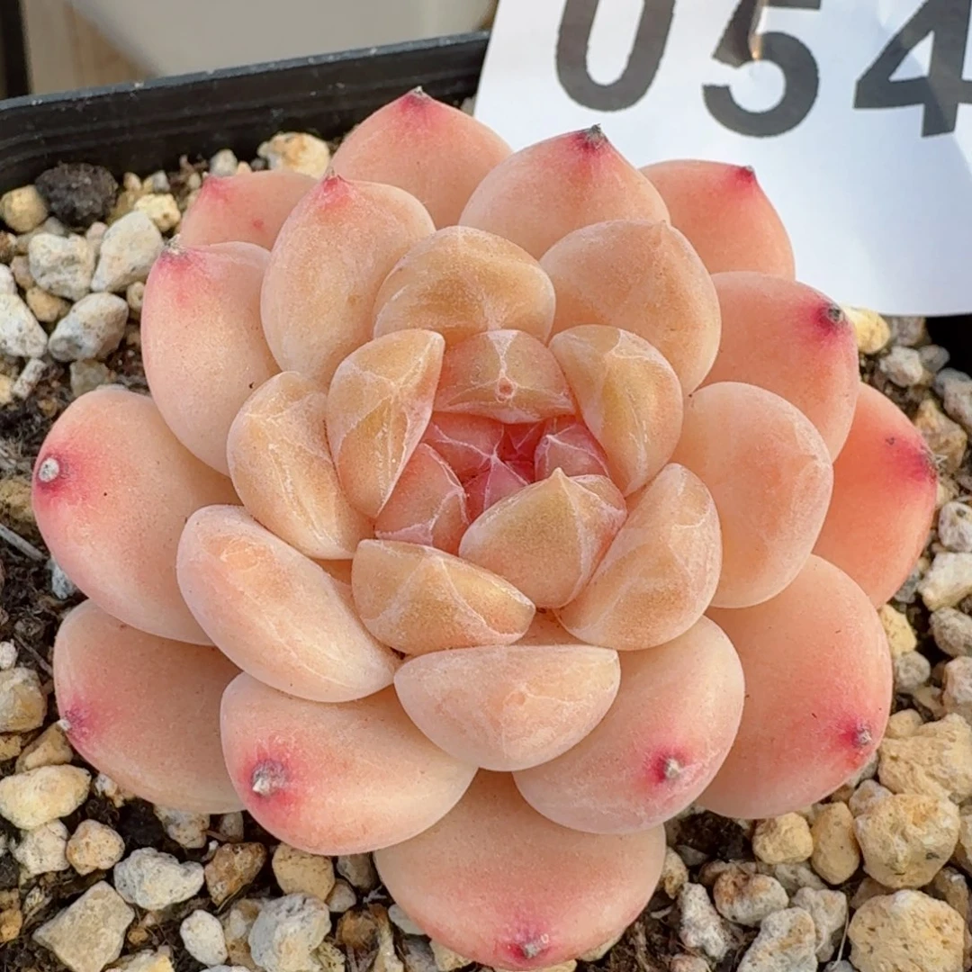 冰魄抹茶         精品多肉