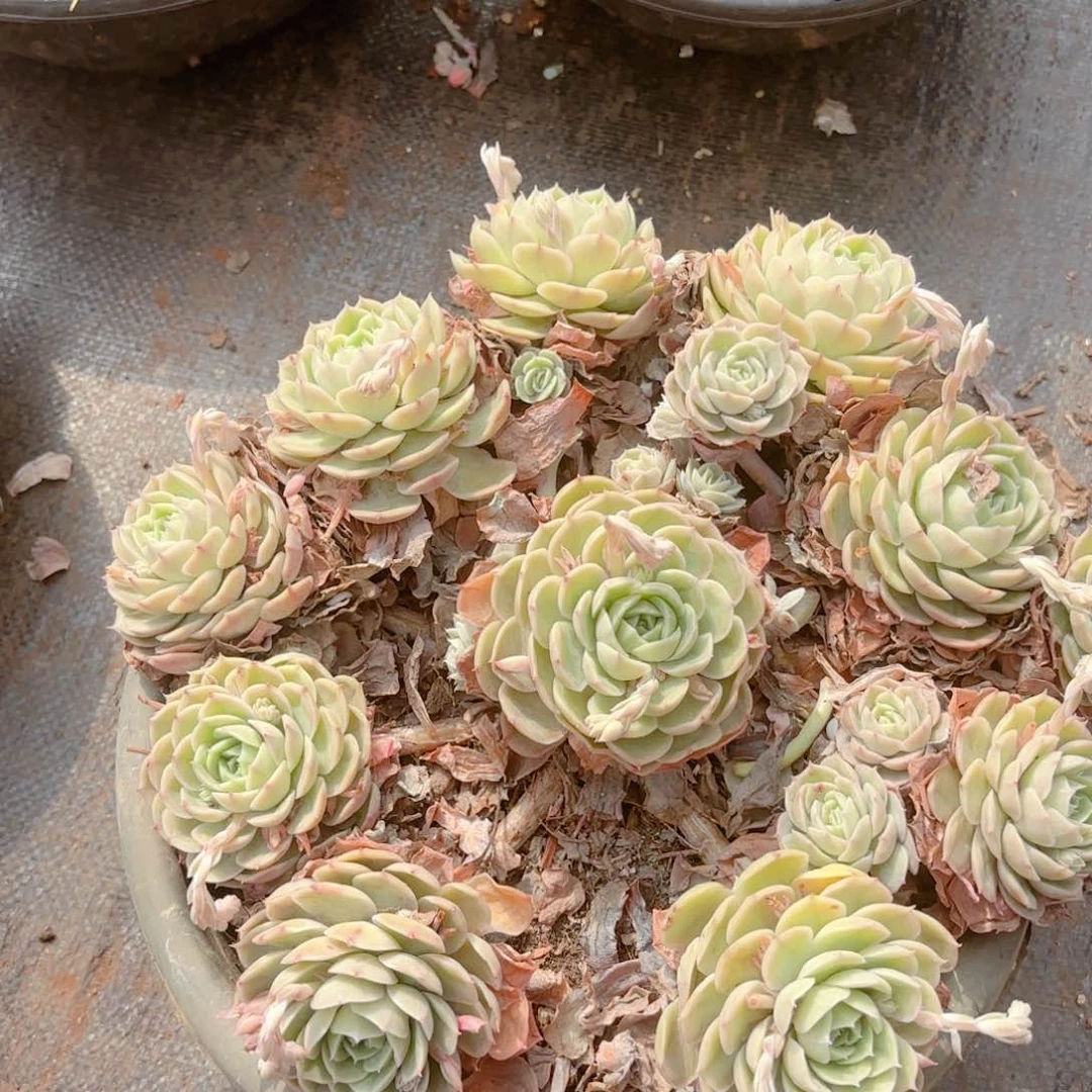 逆旅      昂斯诺       5