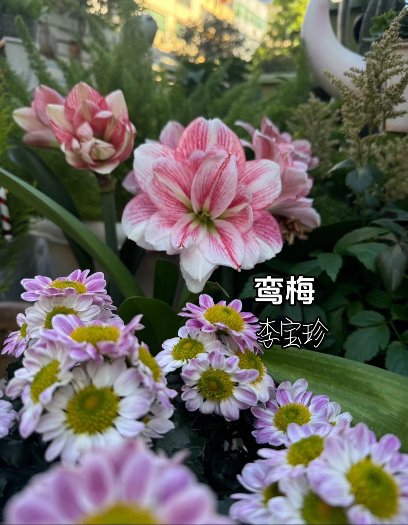 朱顶红 鸾梅 大球直径有6+7+（部分带花苞）