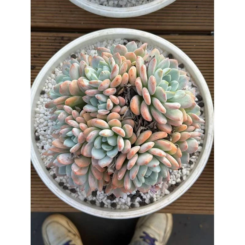 28#冷香群多肉植物   前男友精品多肉