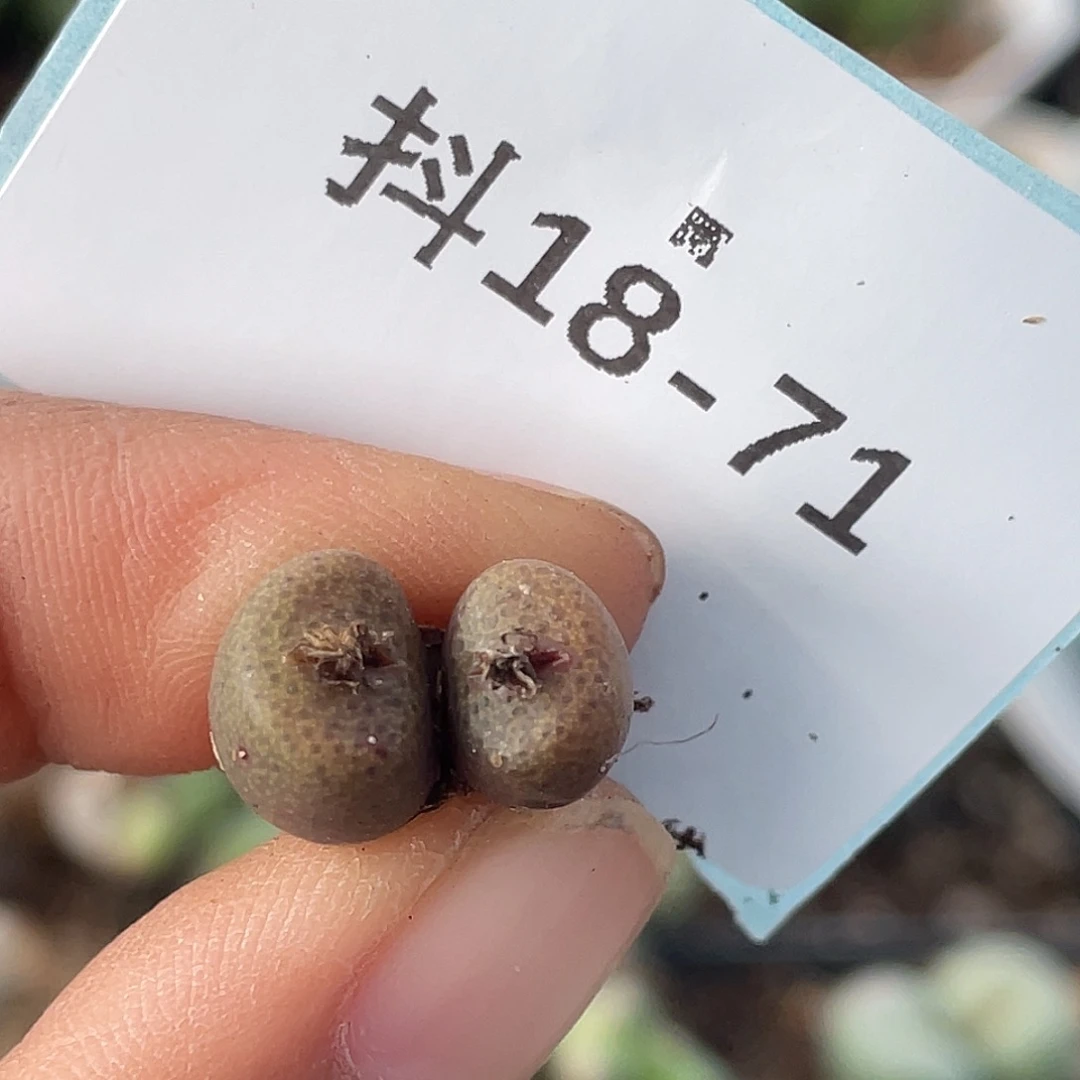 18-71猪皮多肉植物