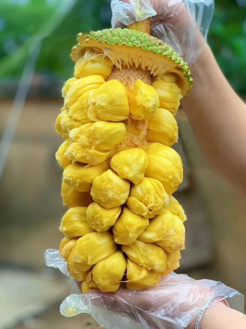 海南新鲜水果 榴莲蜜