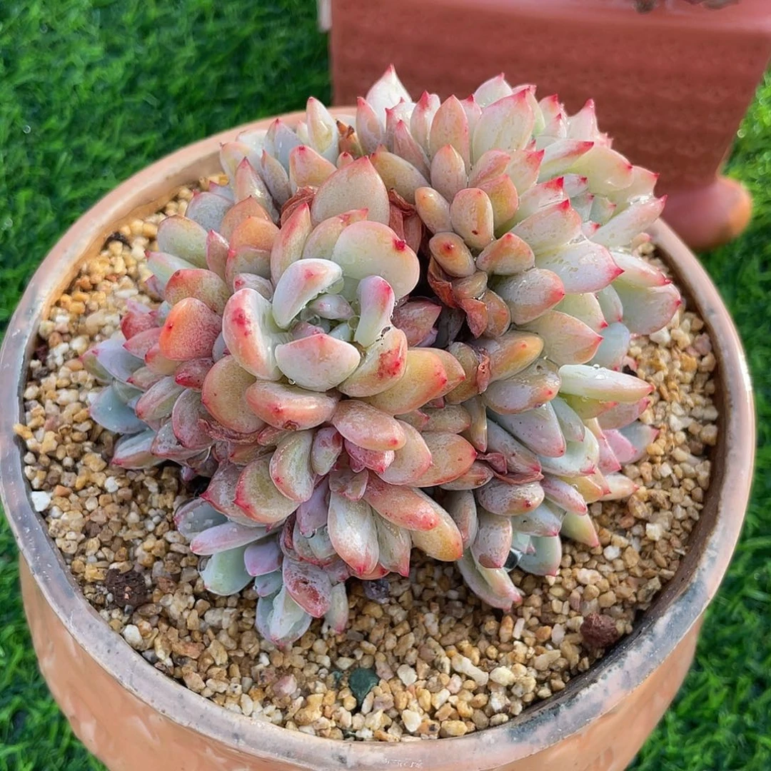 星影朵朵缀化多肉植物一物一拍