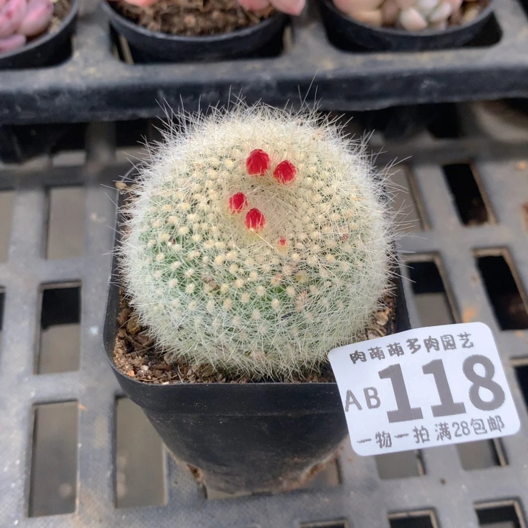 肉萌萌拇指盆精控多肉AB118