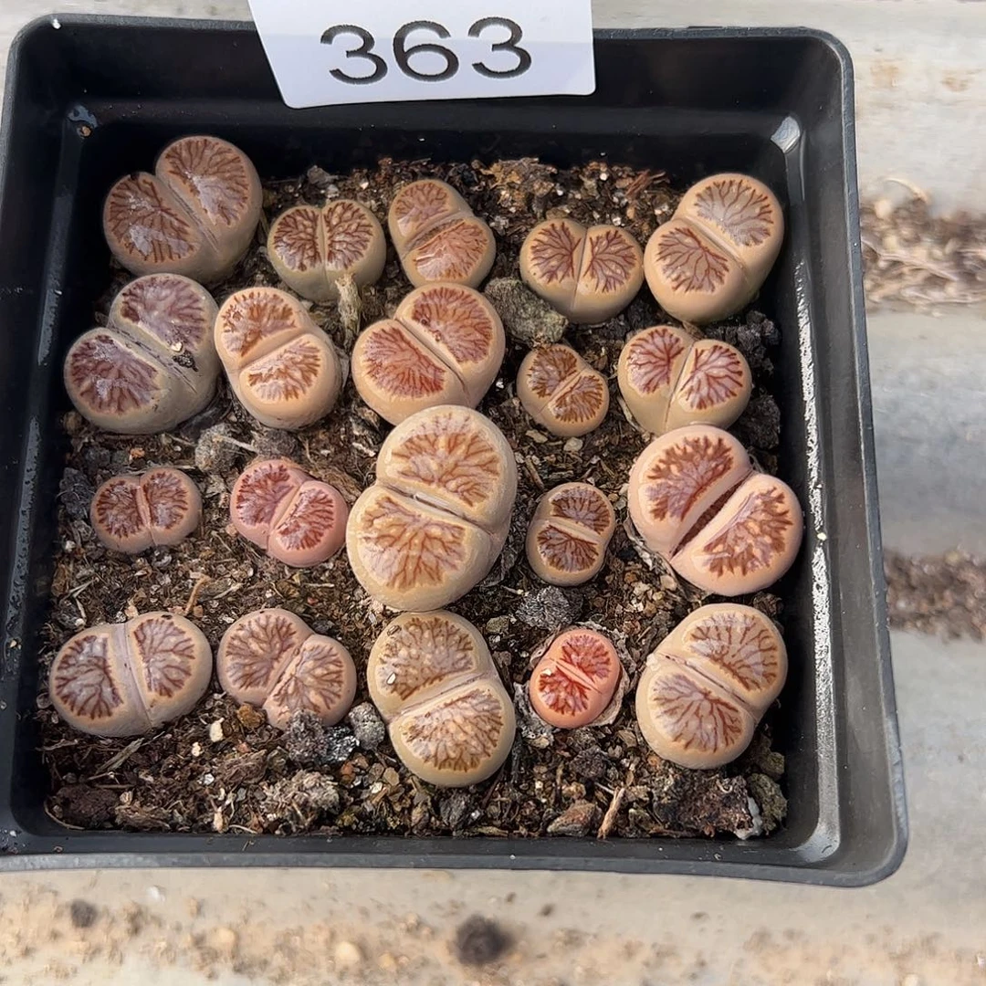 嫣***哎清框脱土发默认有瑕363