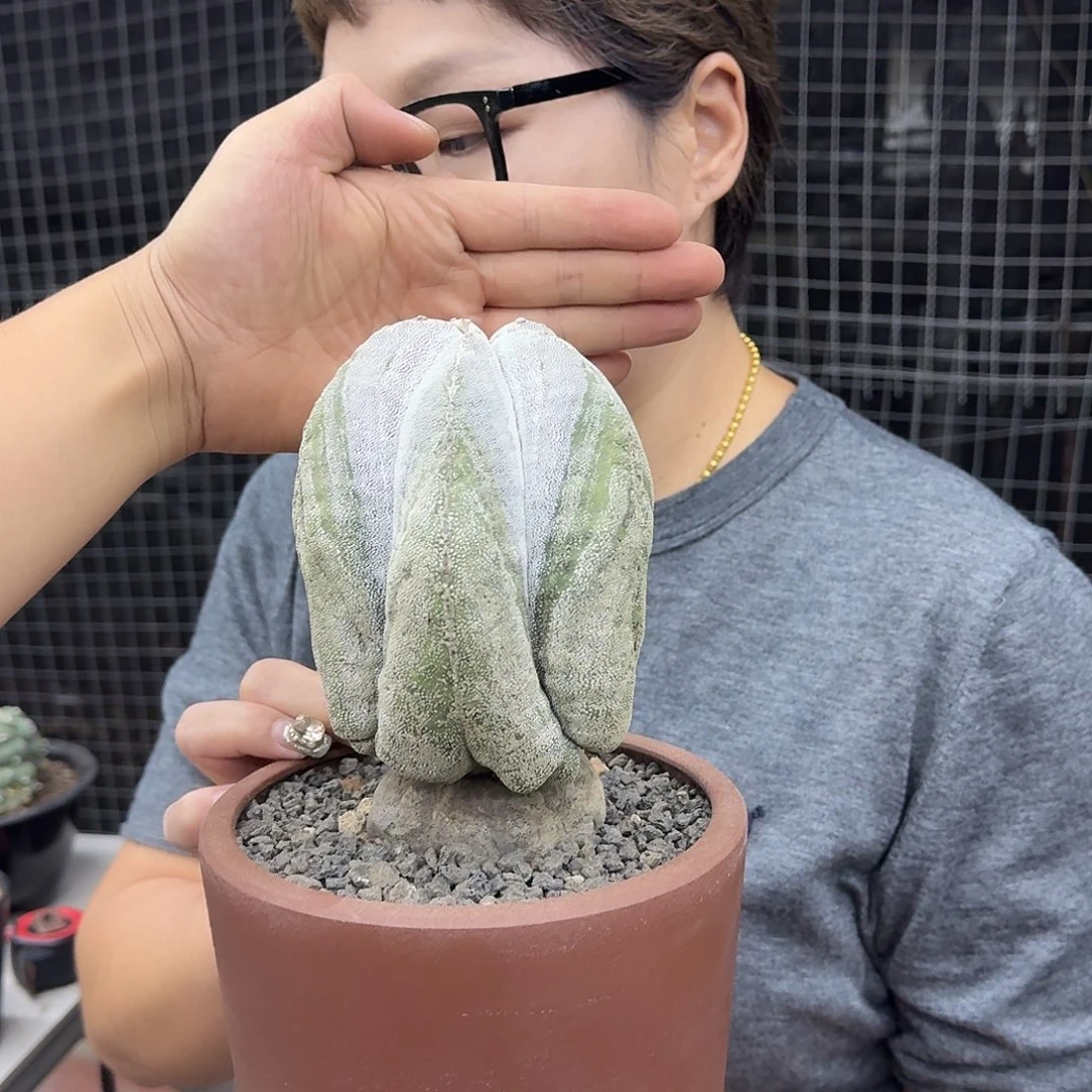 恩冢怪状仙人球。。