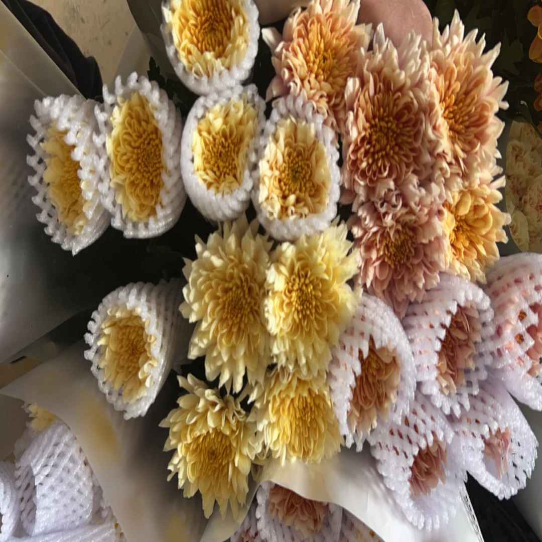 香槟两色混色单头小菊任意两单包邮！0℃一下拍保温棉！受冻不售后！