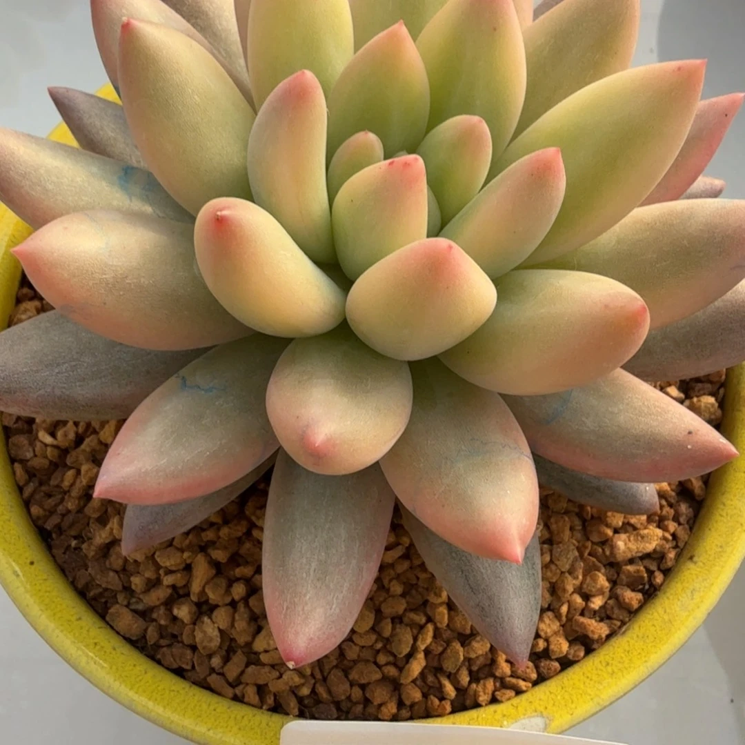 红蜻蜓 安吉园艺锦锦