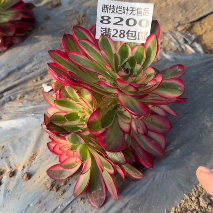 8200一号棚荔枝多肉I