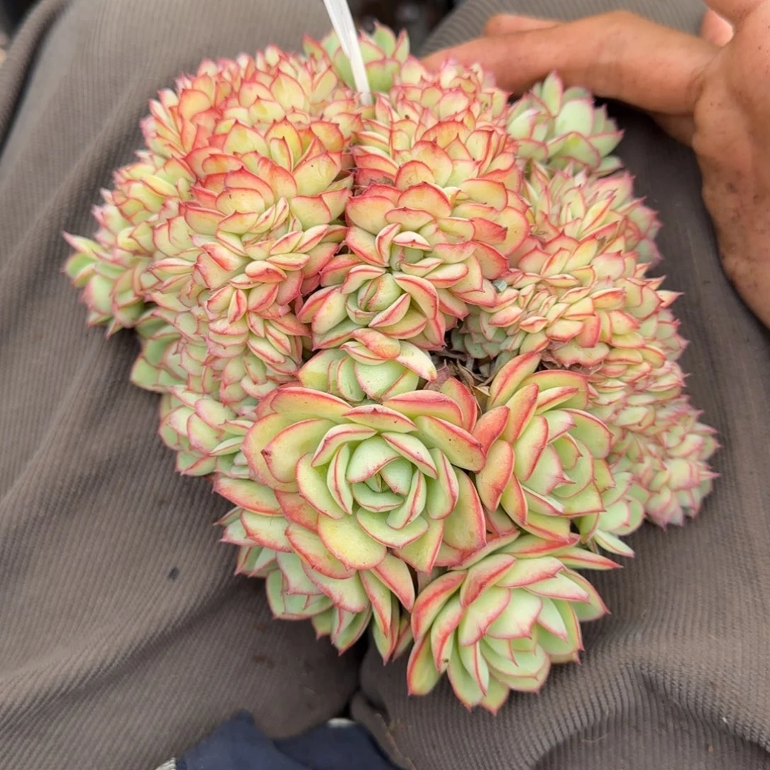 一物一拍牡丹亭缀33