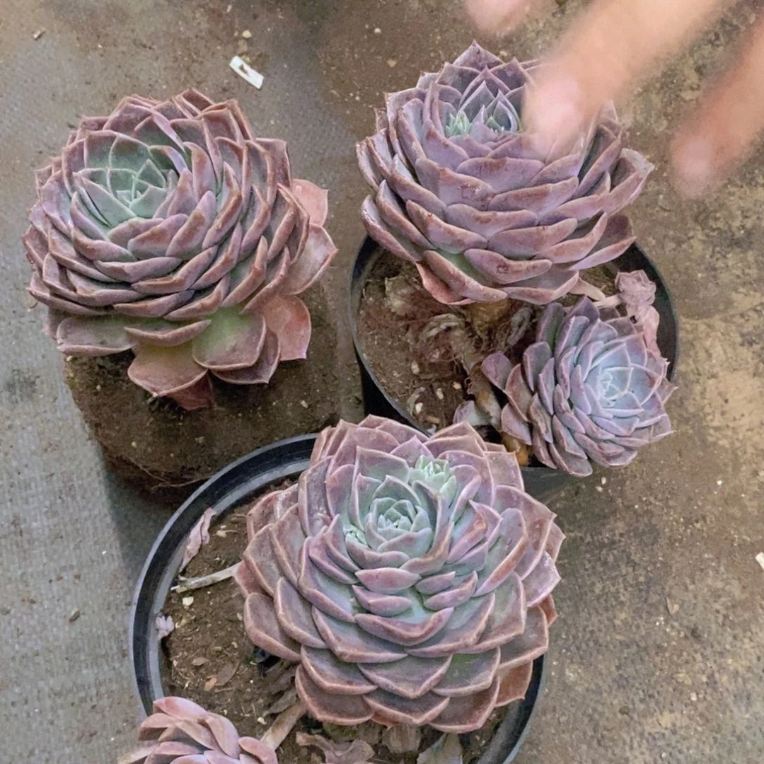 原始哈利沃森大单头三盆