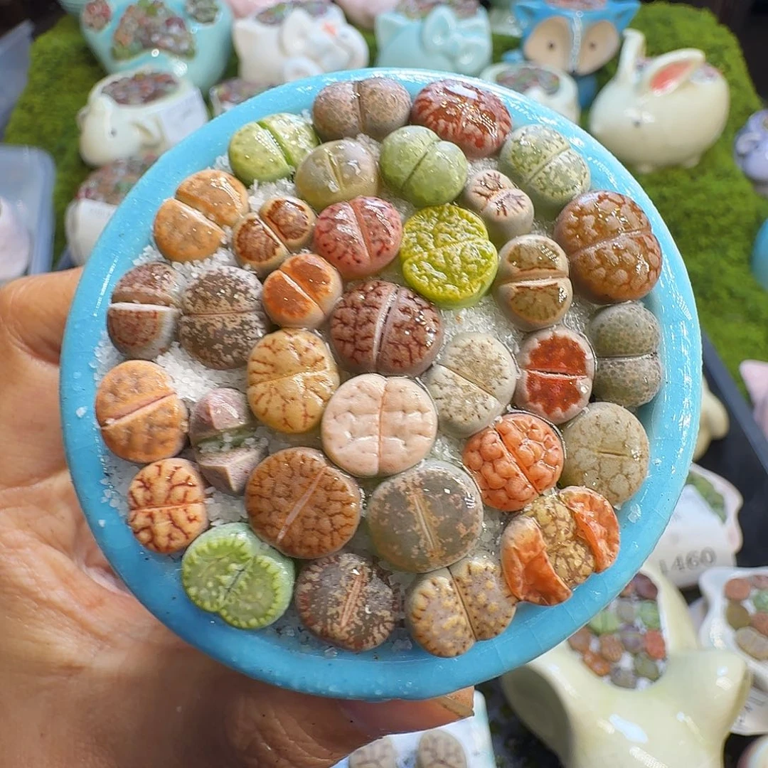 多肉植物福利冲564