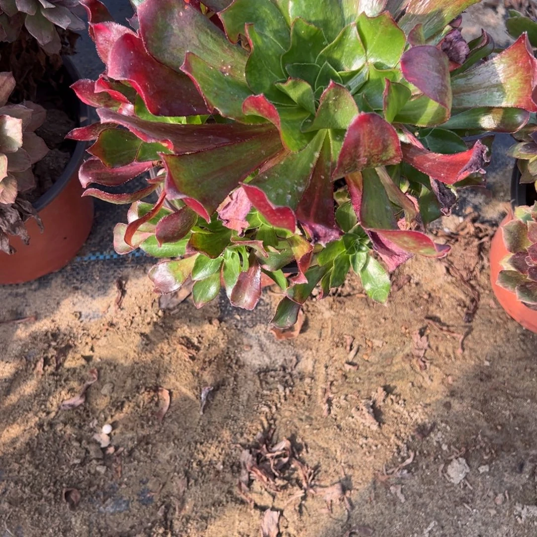22魅影七彩多肉植物法师