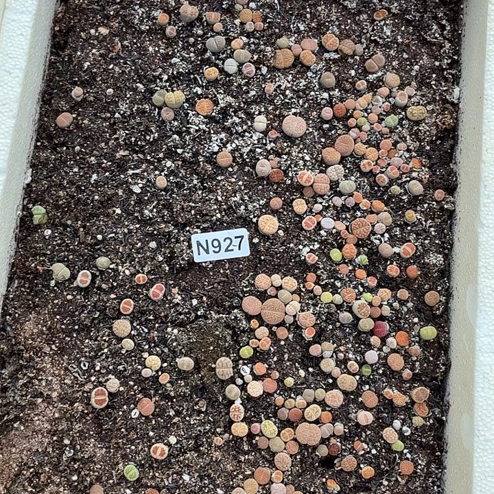 生927石花整筐脱土发货