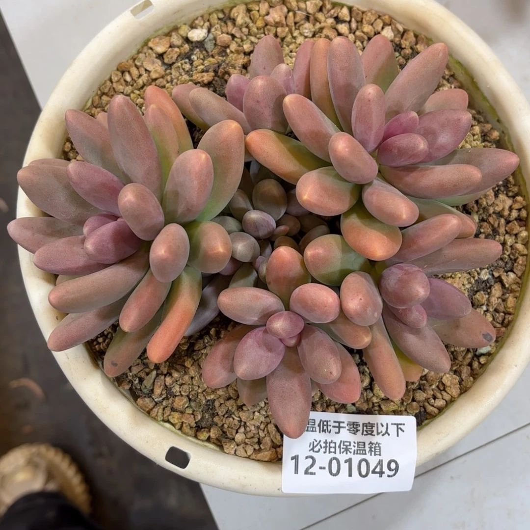 01049糖果美人多肉植物
