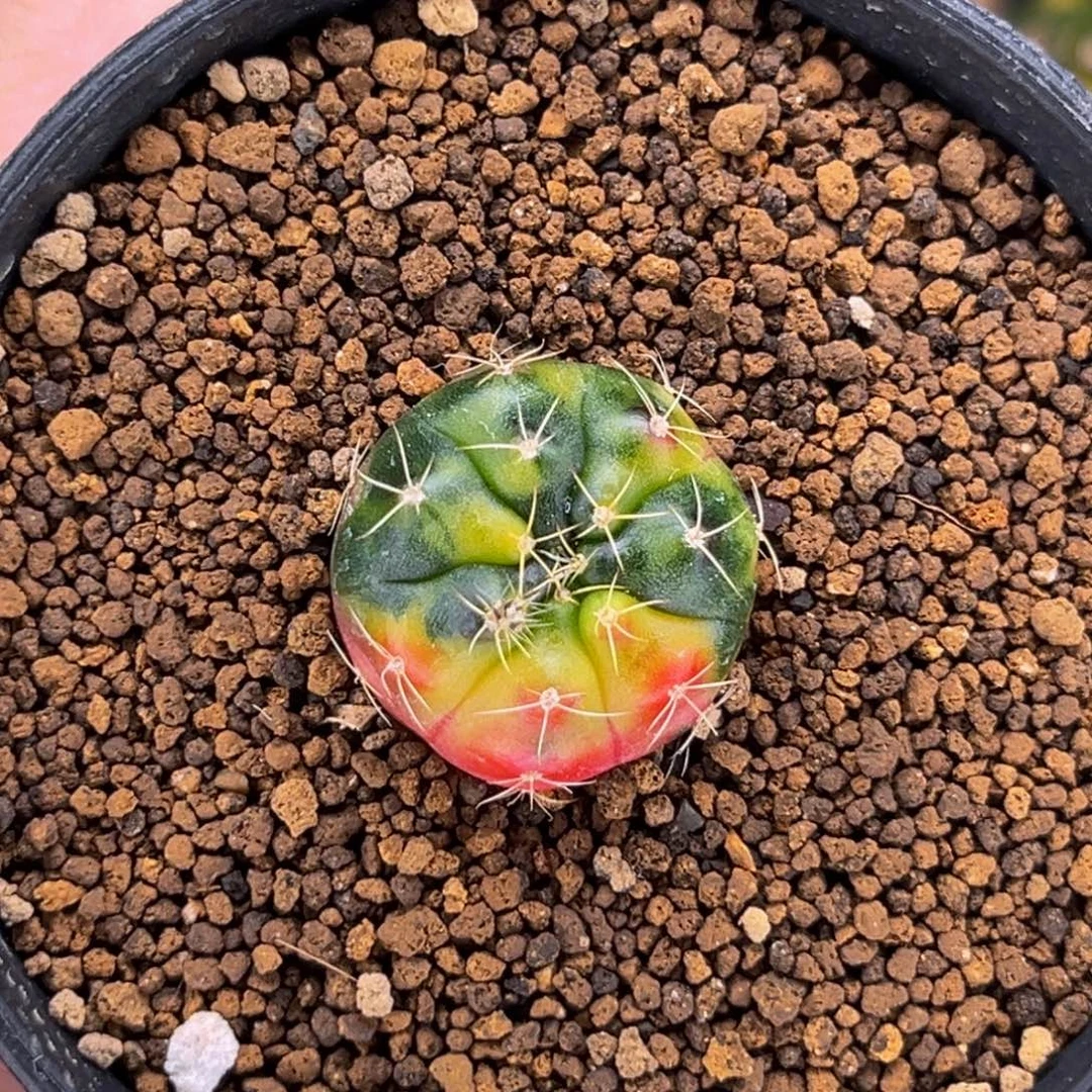 毒苹果 米哈仙人球