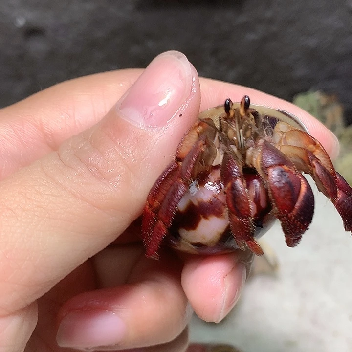 2.0口径奔跑的寄居蟹28