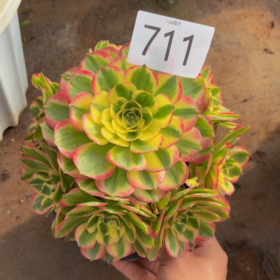 711多肉植物海仙福利