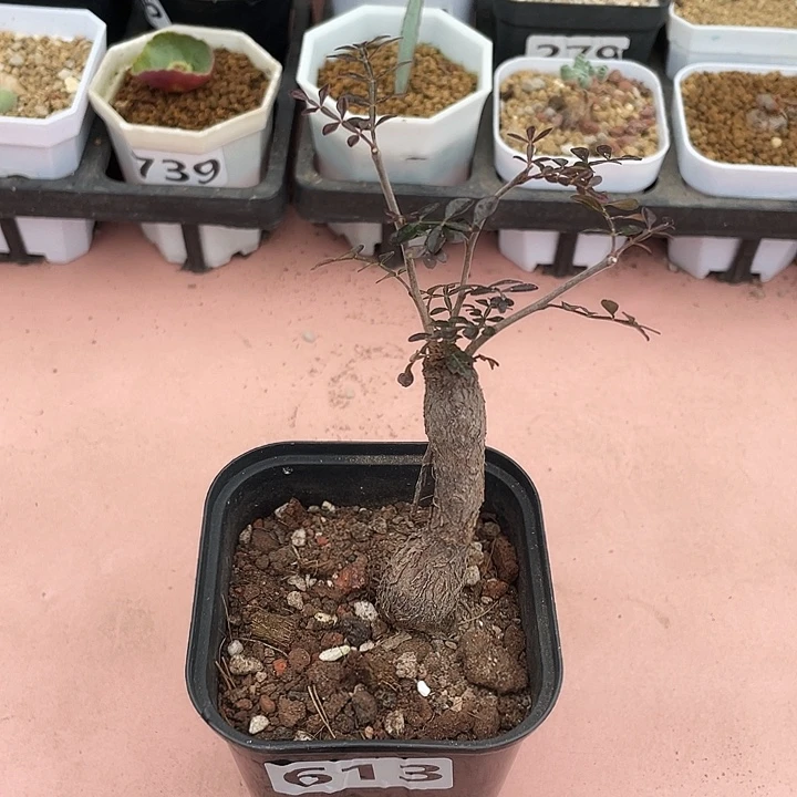 613列加漆树块根植物