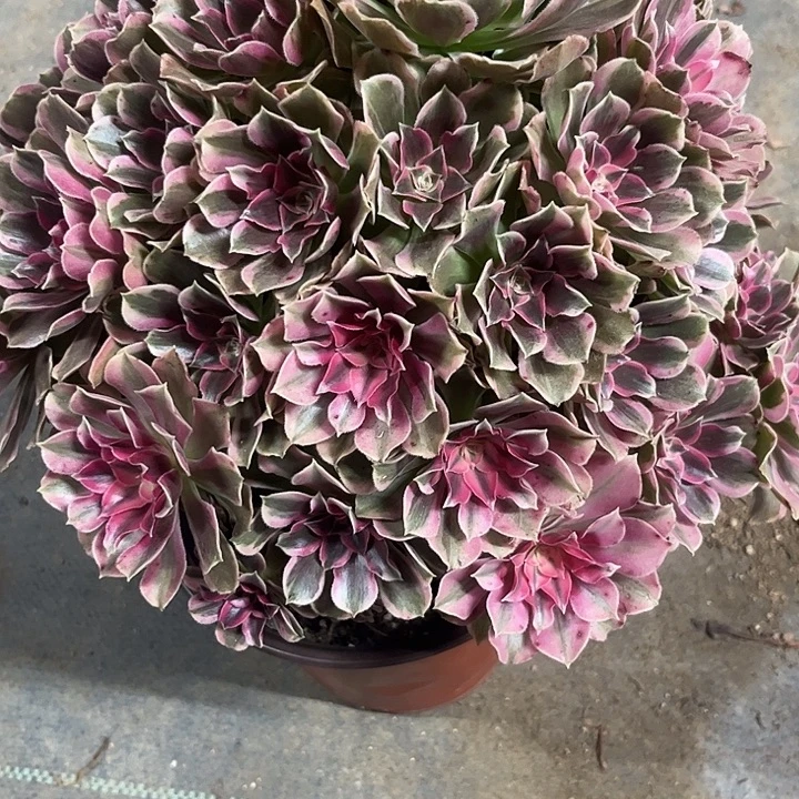 多肉植物男神锦…………