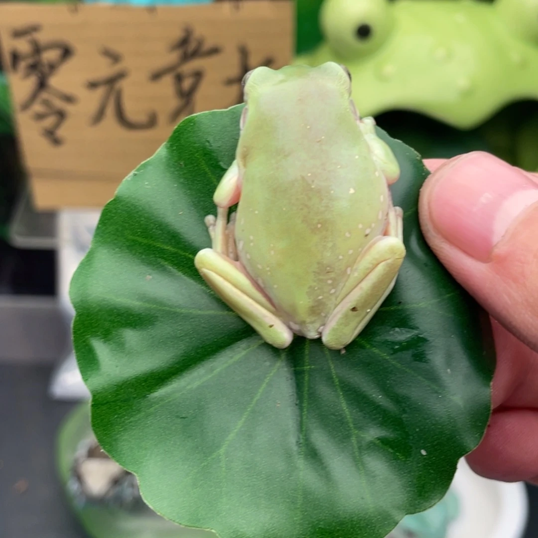 老爷树蛙44号芽绿